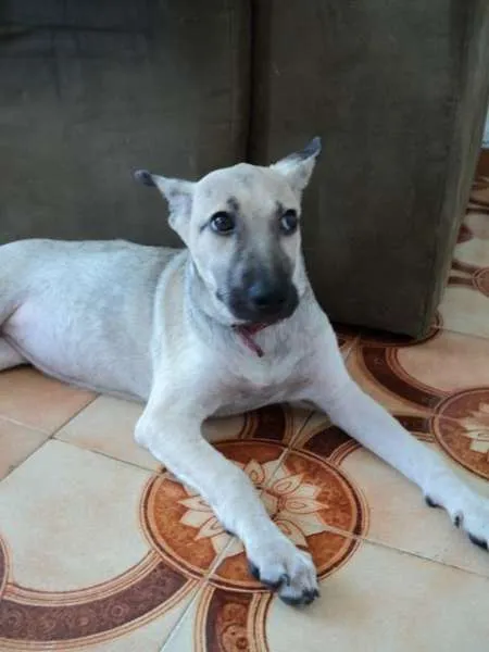 Cachorro ra a Vira-lata  idade 2 a 6 meses nome NINA