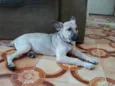 NINA