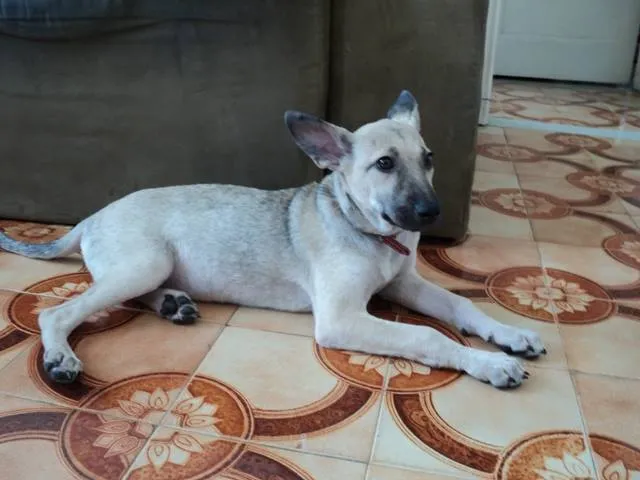Cachorro ra a Vira-lata  idade 2 a 6 meses nome NINA