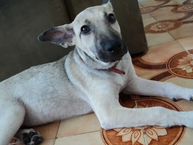 Cachorro ra a Vira-lata  idade 2 a 6 meses nome NINA