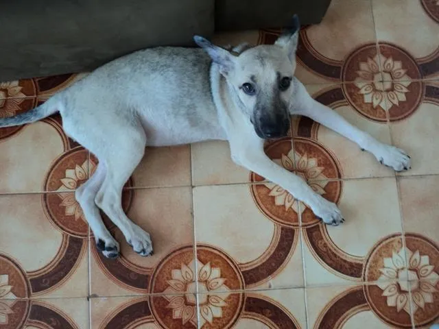 Cachorro ra a Vira-lata  idade 2 a 6 meses nome NINA