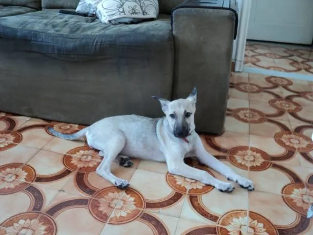 Cachorro ra a Vira-lata  idade 2 a 6 meses nome NINA