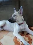 NINA