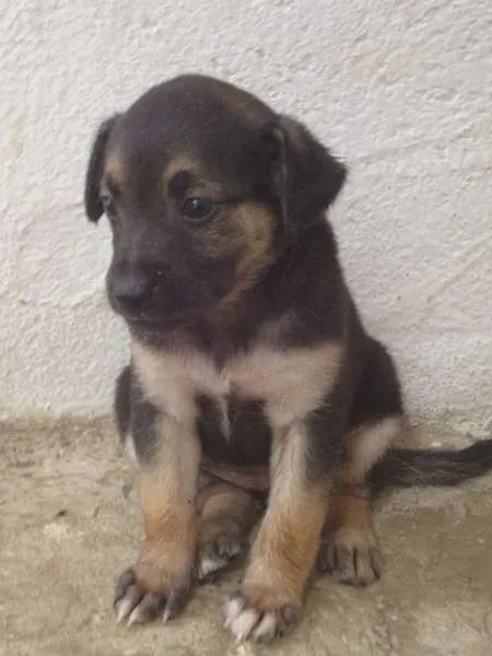 Cachorro ra a Vira - Lata idade Abaixo de 2 meses nome Mãe e filhotes