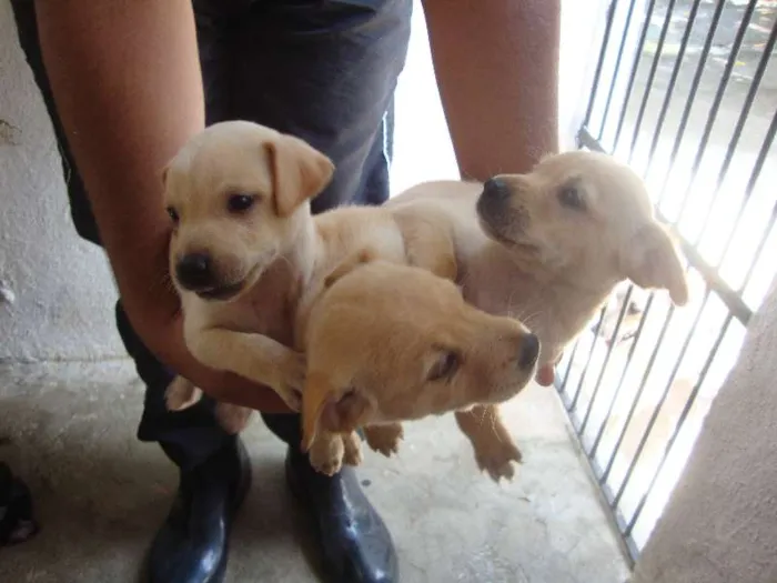 Cachorro ra a Vira - Lata idade Abaixo de 2 meses nome Mãe e filhotes