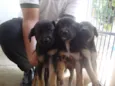 Mãe e filhotes