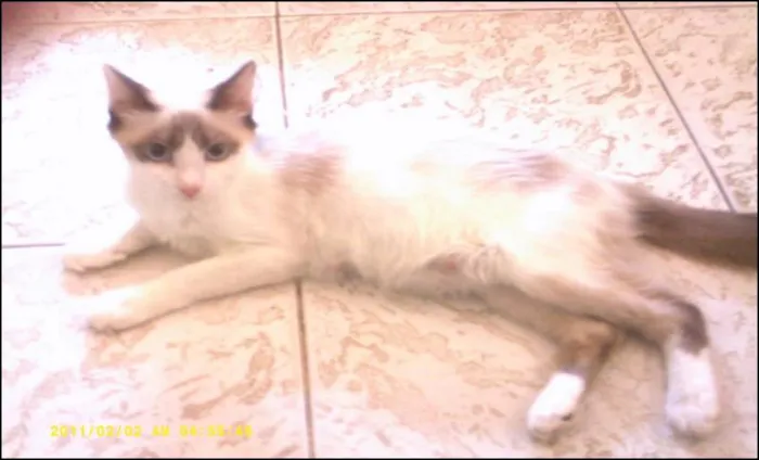 Gato raça Cianes idade 2 a 6 meses nome Bruna