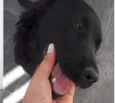 Fumaça
