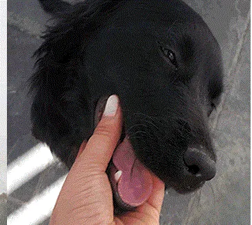 Cachorro ra a SRD idade  nome Fumaça