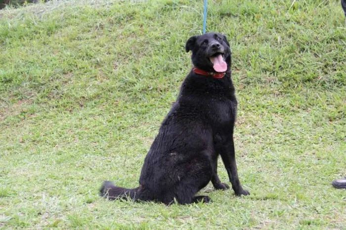 Cachorro ra a SRD idade 4 anos nome Fofa