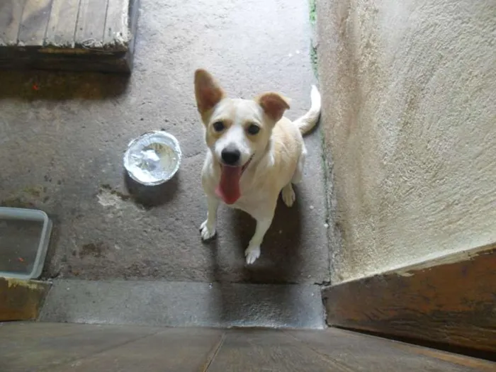 Cachorro ra a SRD idade 2 anos nome Holly
