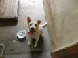 Holly