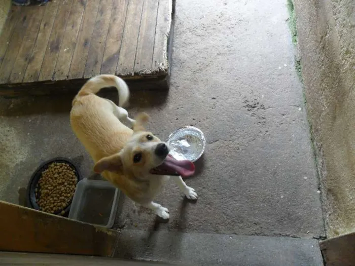 Cachorro ra a SRD idade 2 anos nome Holly
