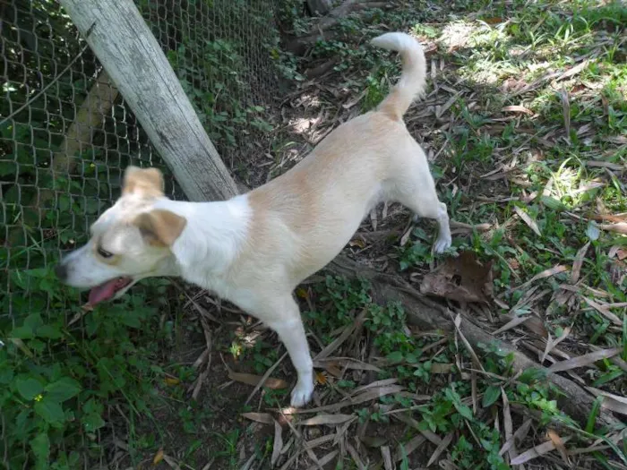 Cachorro ra a SRD idade 2 anos nome Holly