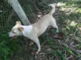 Holly