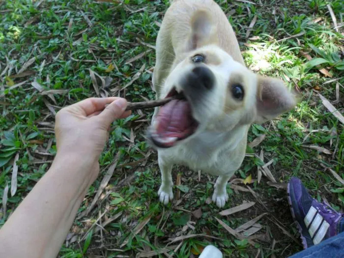 Cachorro ra a SRD idade 2 anos nome Holly