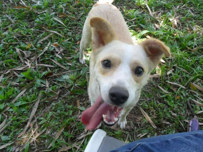 Cachorro ra a SRD idade 2 anos nome Holly