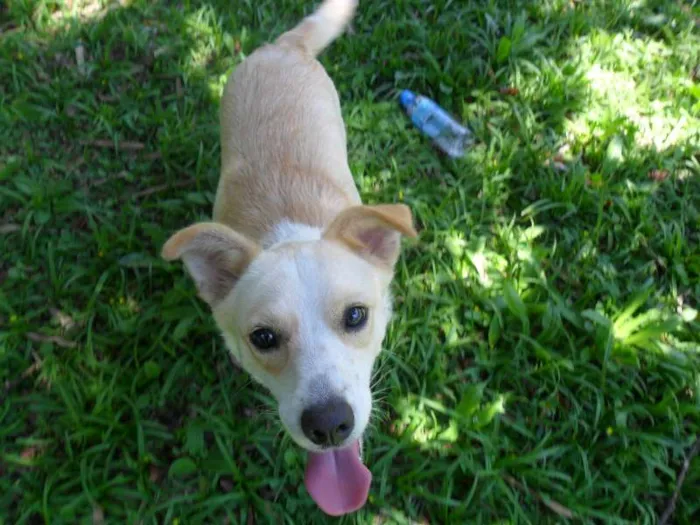 Cachorro ra a SRD idade 2 anos nome Holly