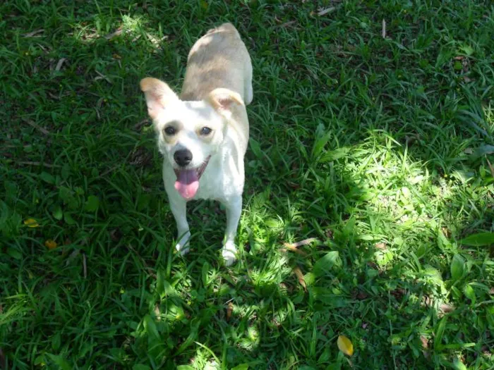Cachorro ra a SRD idade 2 anos nome Holly