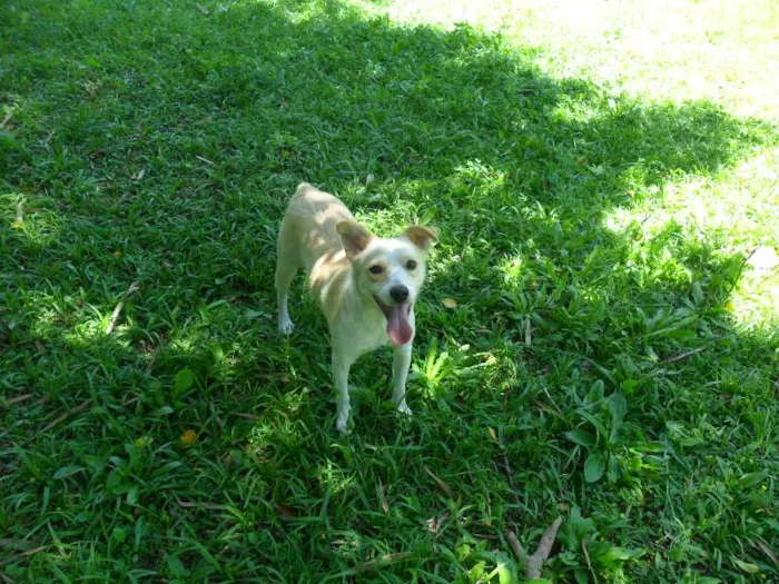 Cachorro ra a SRD idade 2 anos nome Holly
