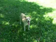 Holly