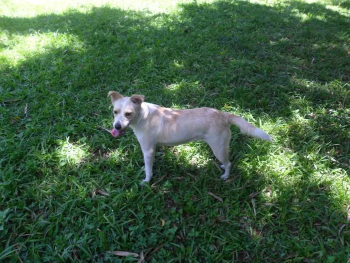 Cachorro ra a SRD idade 2 anos nome Holly