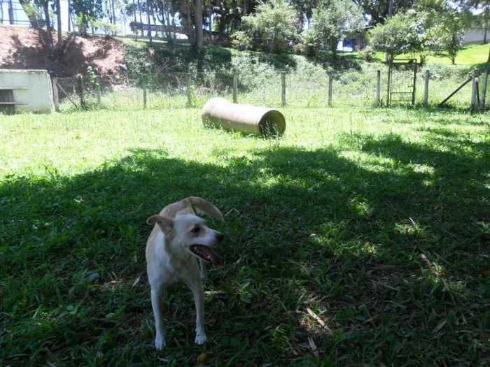 Cachorro ra a SRD idade 2 anos nome Holly