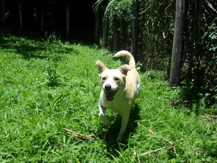 Cachorro ra a SRD idade 2 anos nome Holly