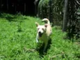 Holly