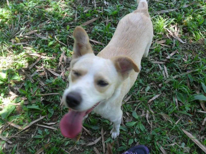 Cachorro ra a SRD idade 2 anos nome Holly