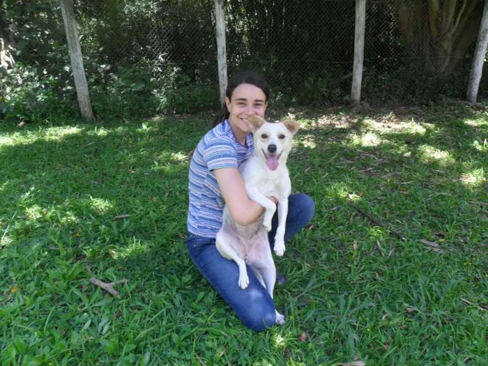 Cachorro ra a SRD idade 2 anos nome Holly