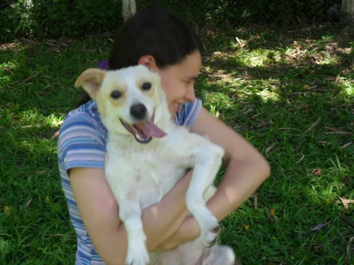 Cachorro ra a SRD idade 2 anos nome Holly