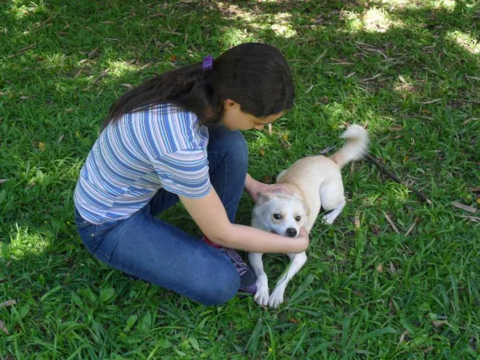 Cachorro ra a SRD idade 2 anos nome Holly
