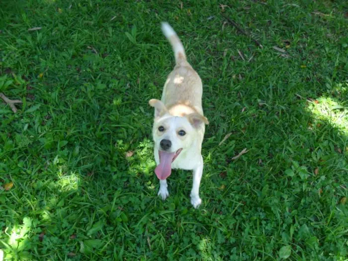 Cachorro ra a SRD idade 2 anos nome Holly
