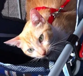 Gato ra a srd idade 2 anos nome Samantha