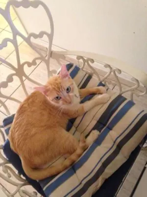 Gato raça srd idade 2 anos nome Samantha