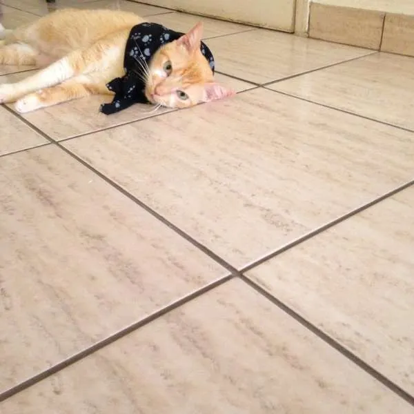 Gato ra a srd idade 2 anos nome Samantha