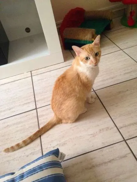 Gato ra a srd idade 2 anos nome Samantha