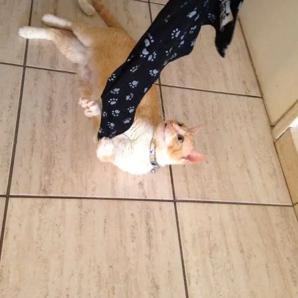 Gato ra a srd idade 2 anos nome Samantha