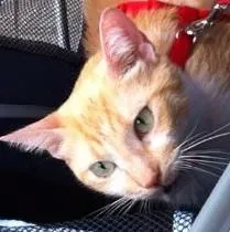 Gato ra a srd idade 2 anos nome Samantha