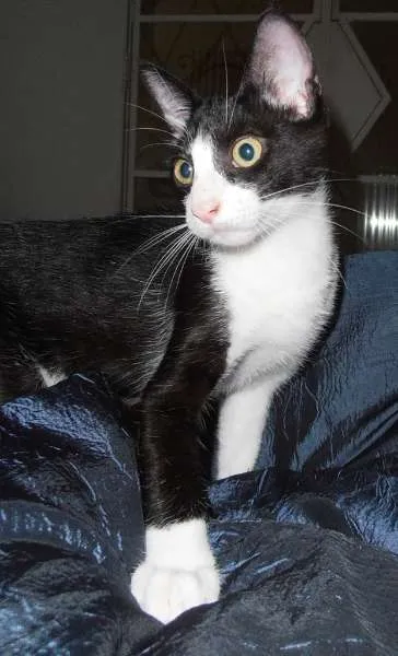 Gato ra a srd idade 2 a 6 meses nome Crush