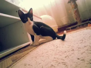 Gato raça srd idade 2 a 6 meses nome Crush