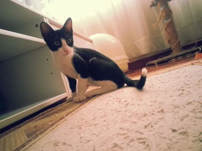 Gato ra a srd idade 2 a 6 meses nome Crush
