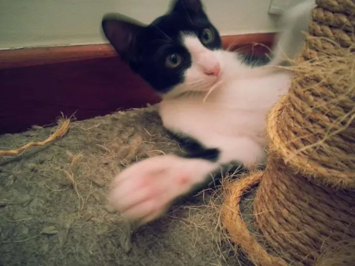 Gato ra a srd idade 2 a 6 meses nome Crush