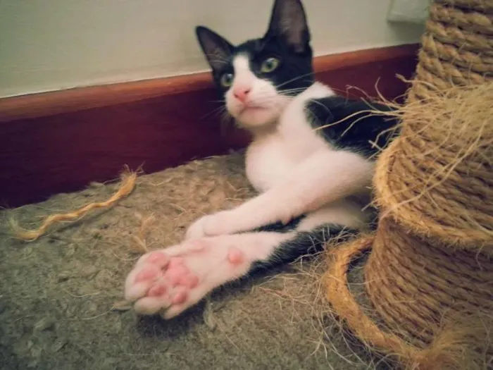 Gato ra a srd idade 2 a 6 meses nome Crush