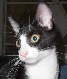 Gato ra a srd idade 2 a 6 meses nome Crush