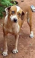 Cachorro ra a  idade  nome Cadelinha