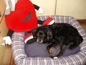 Cachorro raça SRD idade 5 anos nome Zezinho