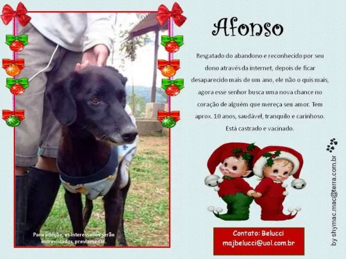 Cachorro ra a SRD idade 6 ou mais anos nome AFONSO