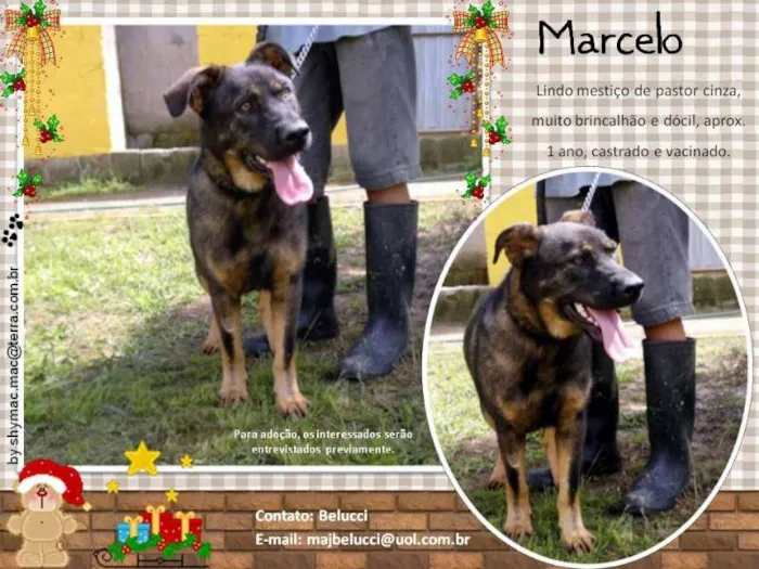 Cachorro ra a Mix de Pastor Cinza idade 1 ano nome Marcello
